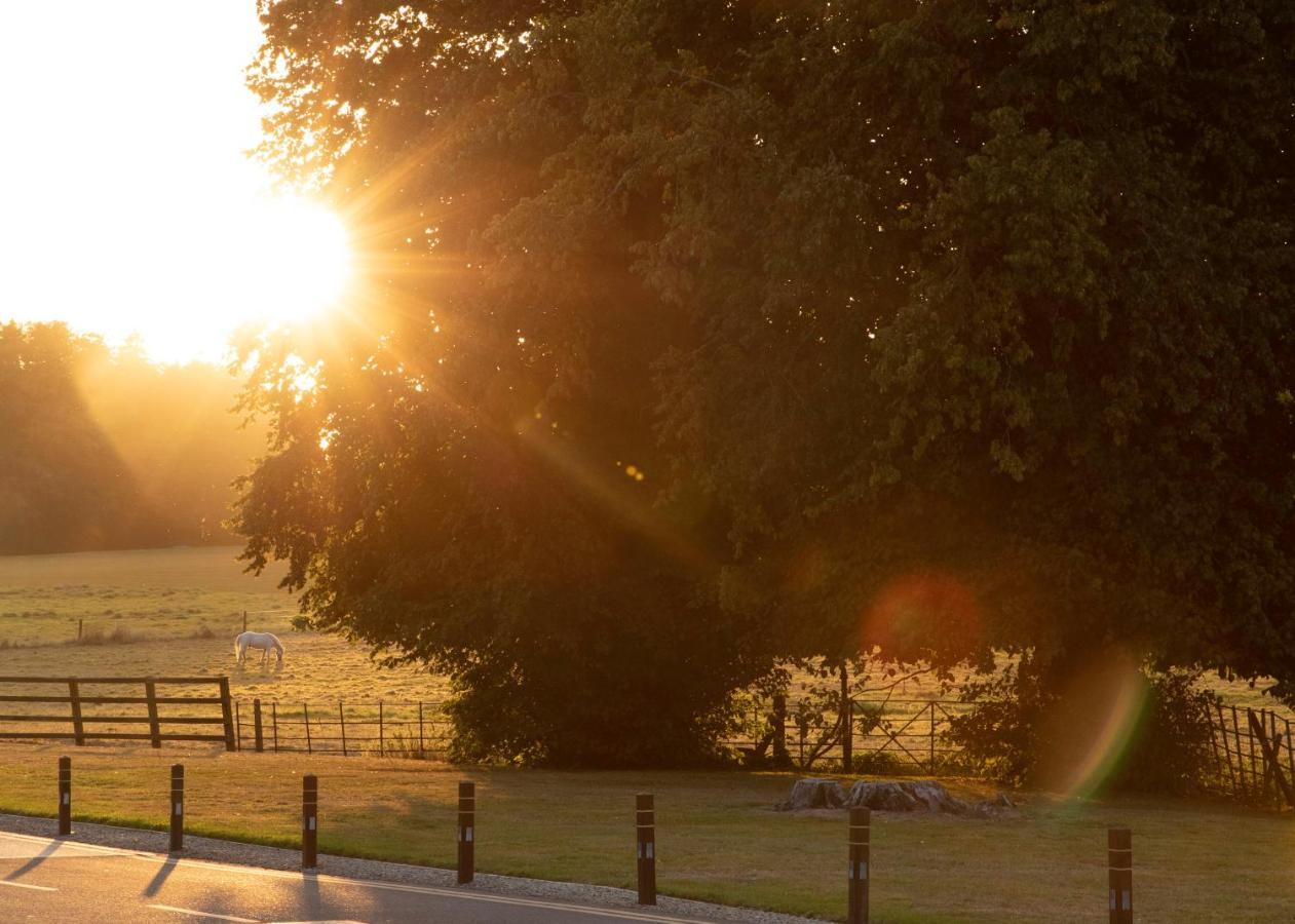 Castlemartyr Resort Hotel Exteriér fotografie The Oak of the Witches
